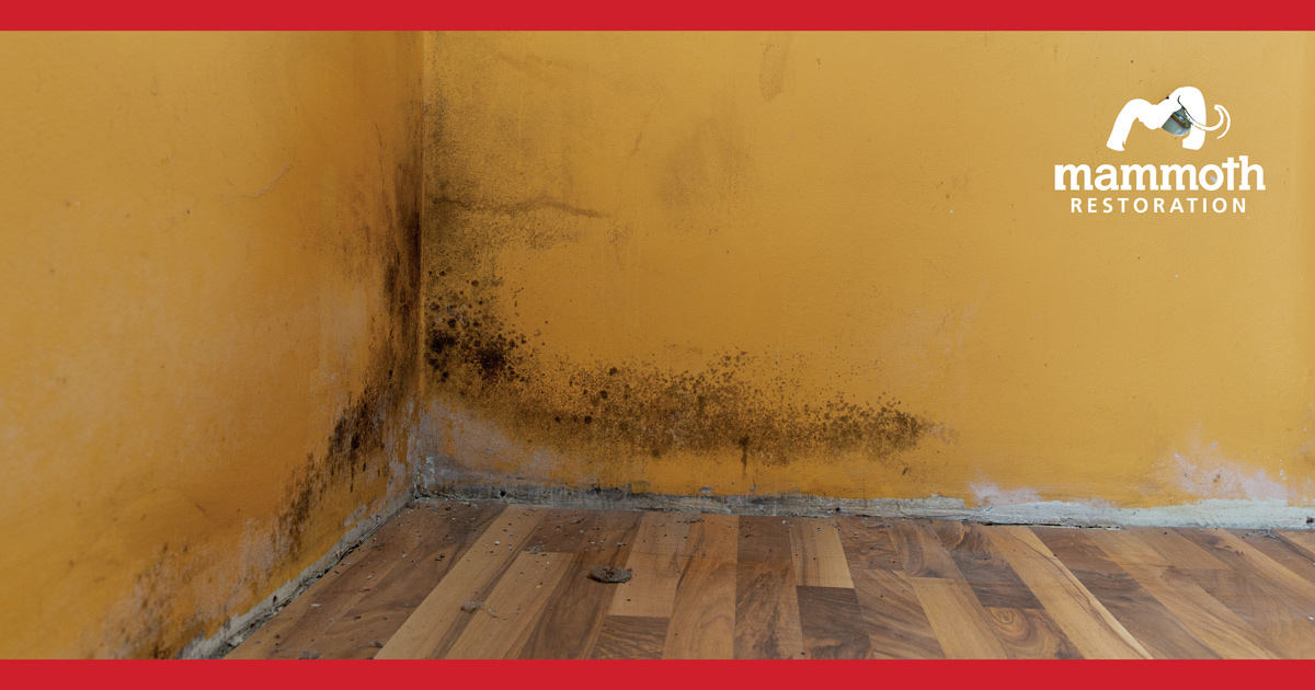 Mold Removal,