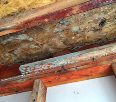 Crawl Space Mold Remediation 1 Crawl Space Mold Remediation