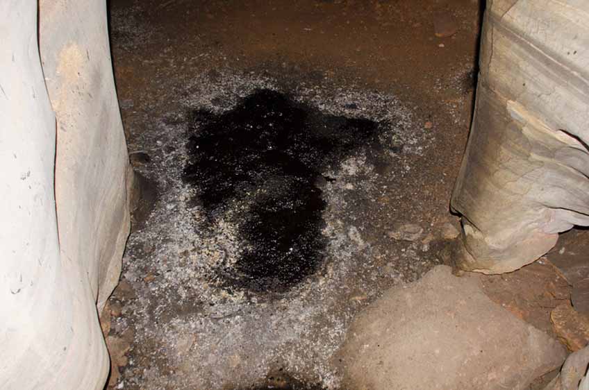 Adverse Effects of Animal Intrusion