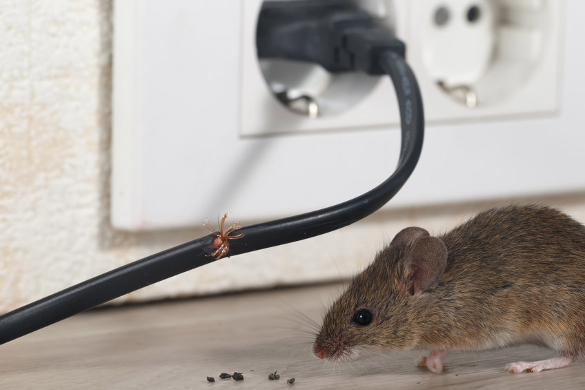 What You Need to Know About Biohazard Waste
