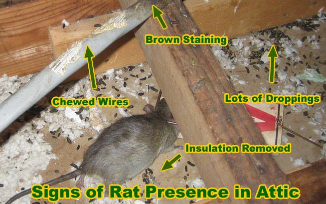 What To Do When You Come Across Biohazardous Waste