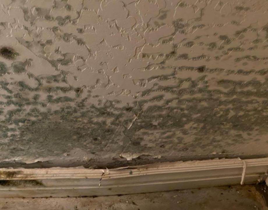 Mold Cleaning Services